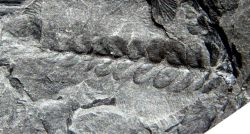 Neuropteris parvofolia